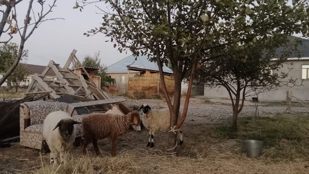 Қой қозы сатылады срочно