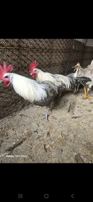 Петлета сив бракел