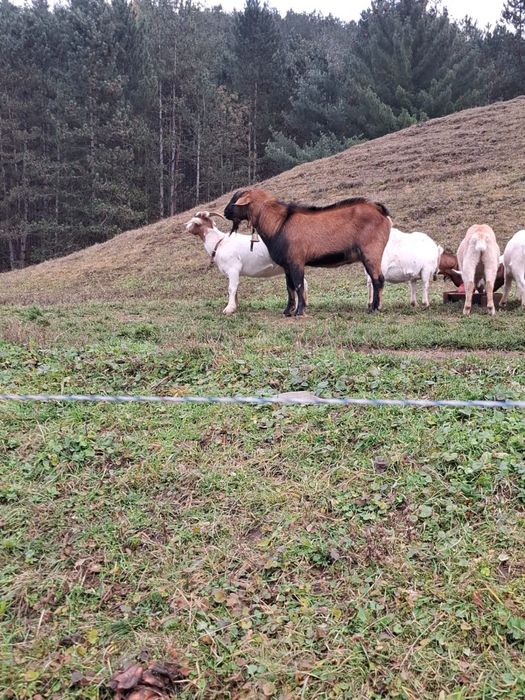 Capre si iezi de vanzare, Alpina franceza, Boer, Sanenn
