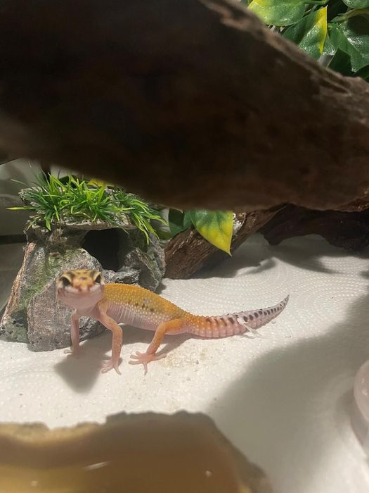 Vand set, gecko leopard