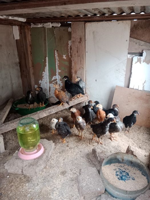 Домашние инкубационные яйца