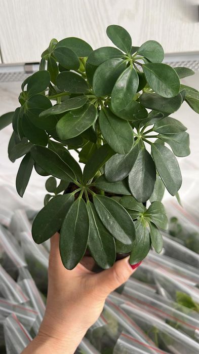 Комнатные растения