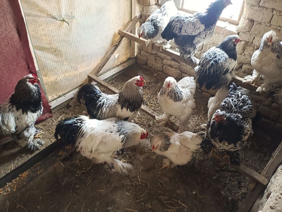 Брамма (уруглик) тухумлари сотилади