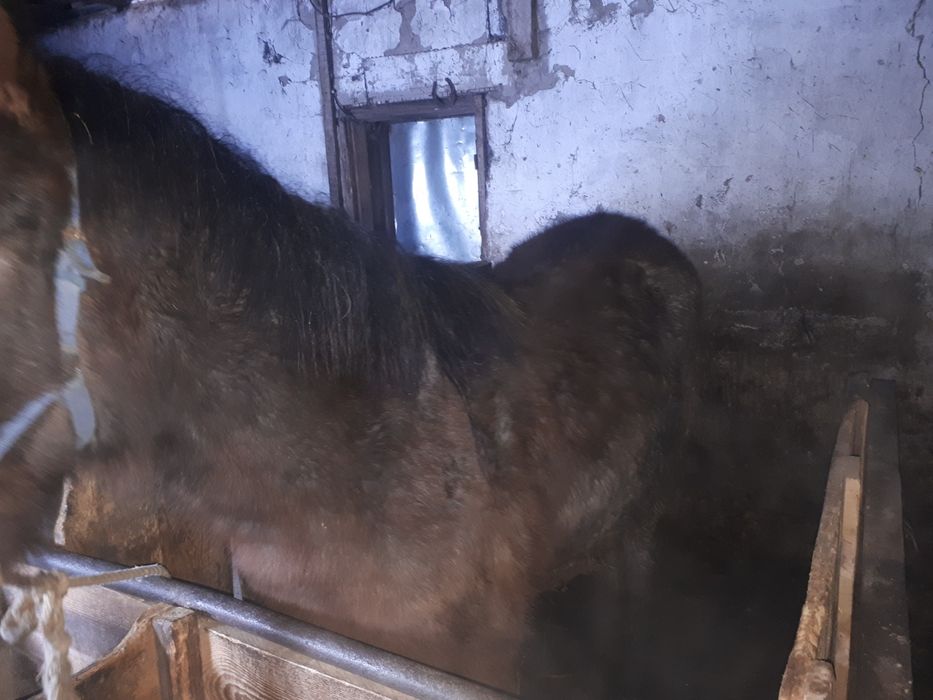 Продаётся молодой байтал(девочка)