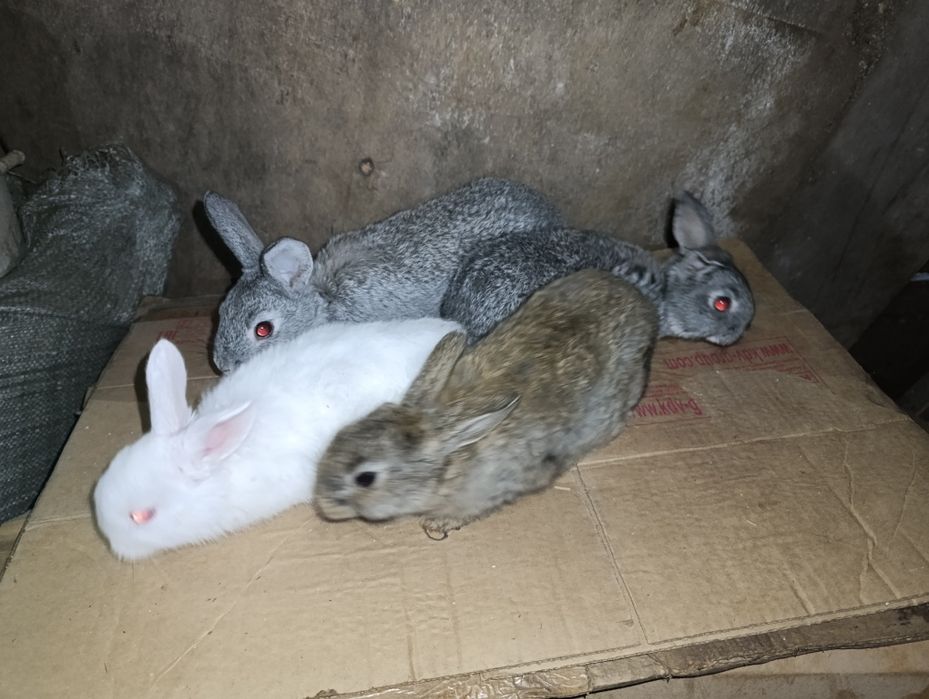 Продам маленьких кроликов