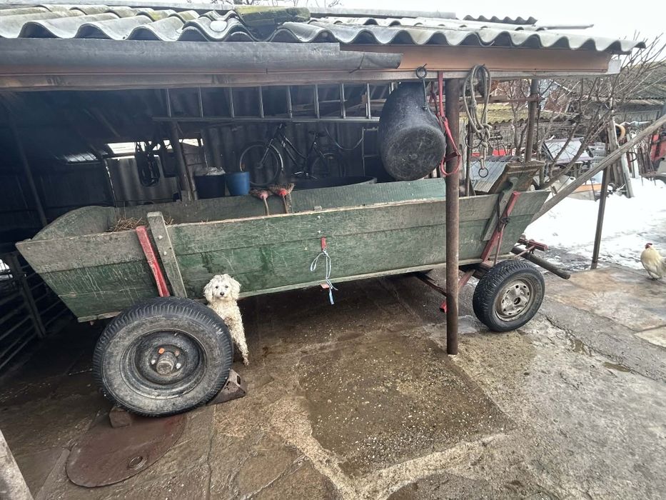 Cai iapa de vânzare