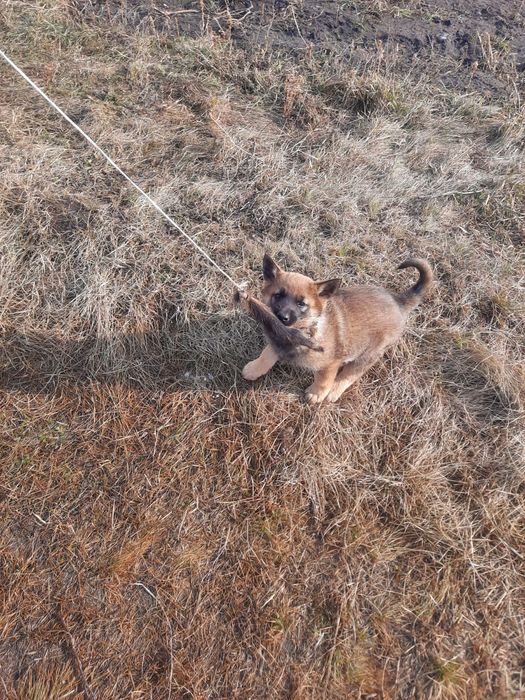 Продам щенка Волкособа!