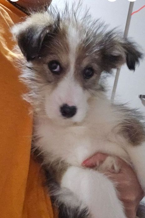 Отдам щенка 3 месяца