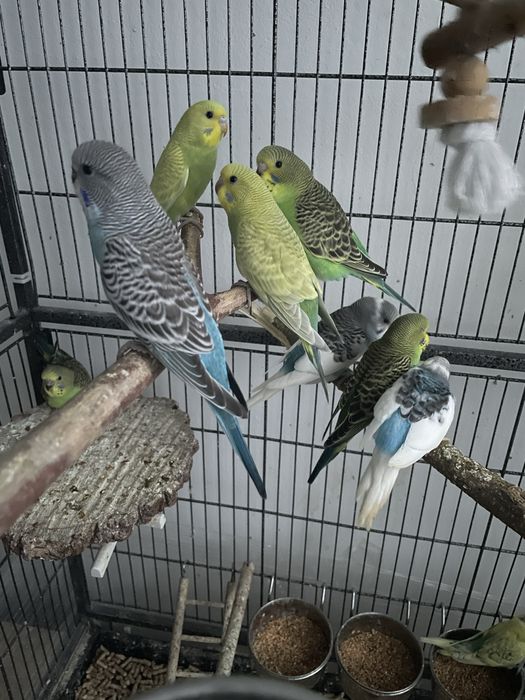 Pui de perusi si nimfa