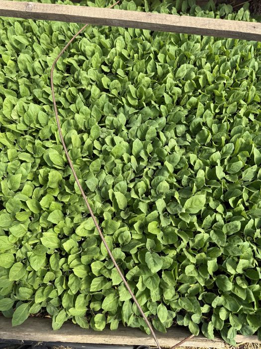 Vand rasad de legume