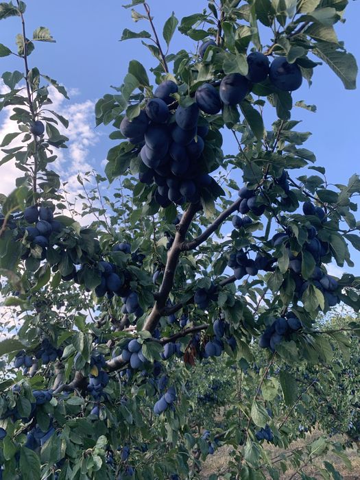 Vand prune pentru tuica/consum
