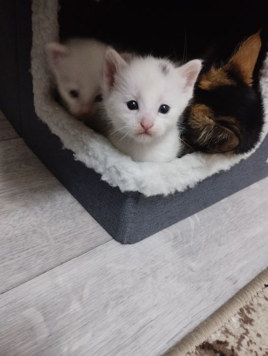 Продается котяты