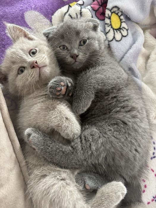 Продам британских котят