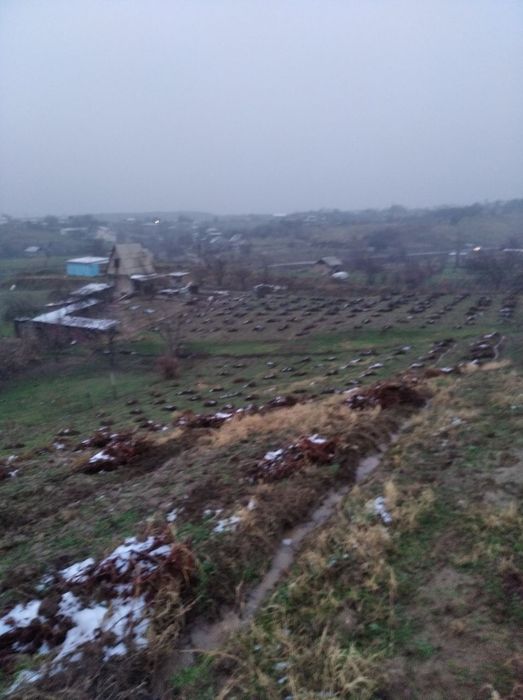 Dacha sotiladi yer maydoni bogʻ