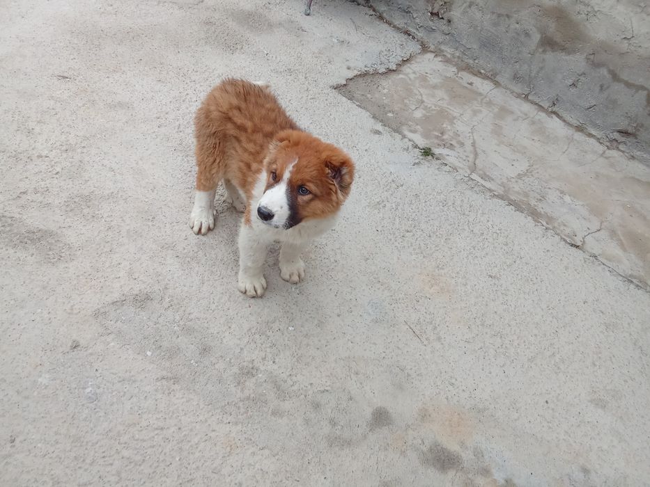 Тараз қаласы продаётся щенок Алабая