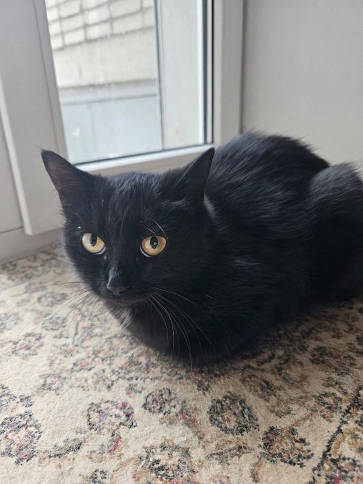 Молодые кошечки в поиске дома