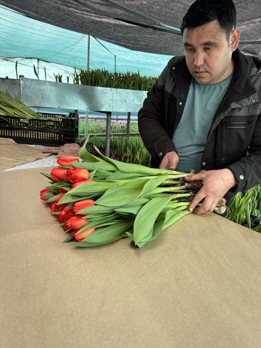 Оптом тюльпаны. Тюльпаны оптом и в розницу. Тюльпаны голландские