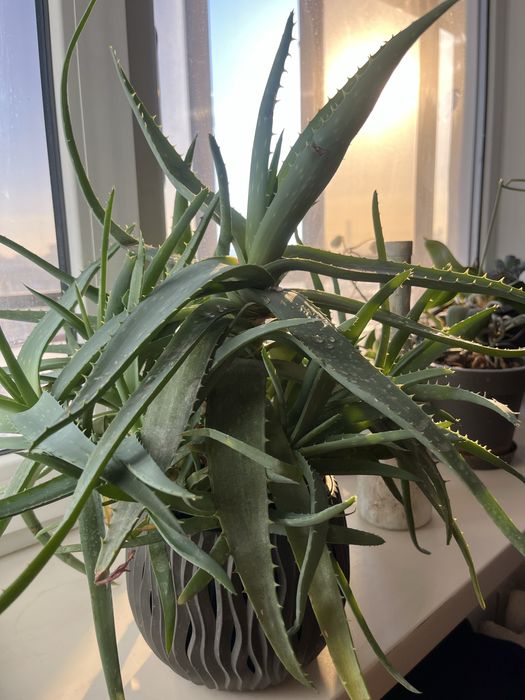 Алоэ вера Комнатный