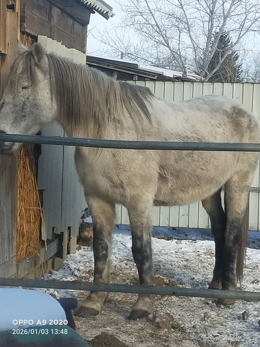 Кобыла на откорме