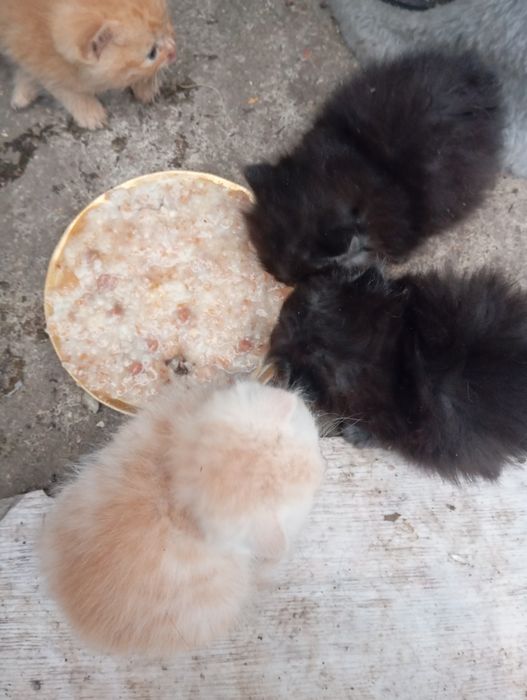 Продаю  шотландских котят.