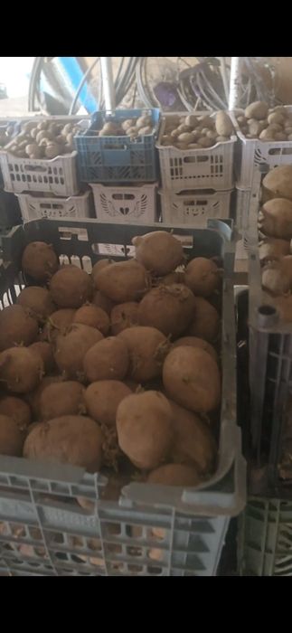 Картошка уруглари