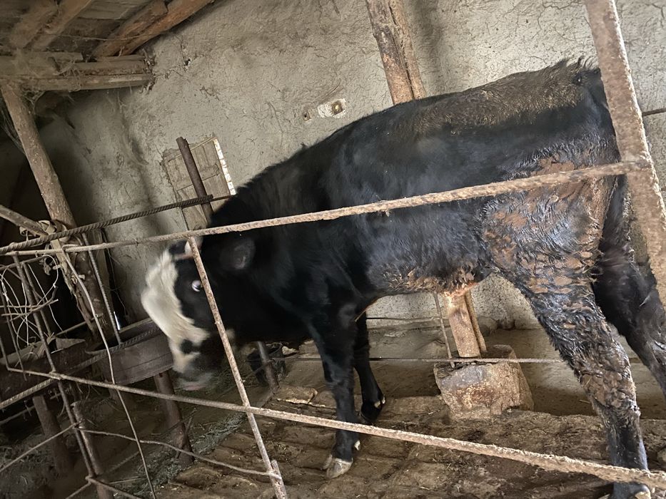 Buqa boqiladigan holi yosh