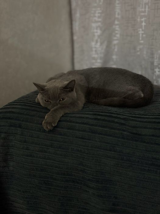 Ищем кота на вязку