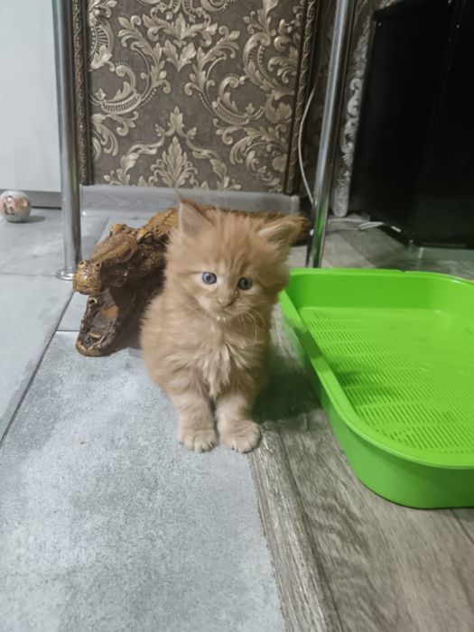 Котята мейн кун.