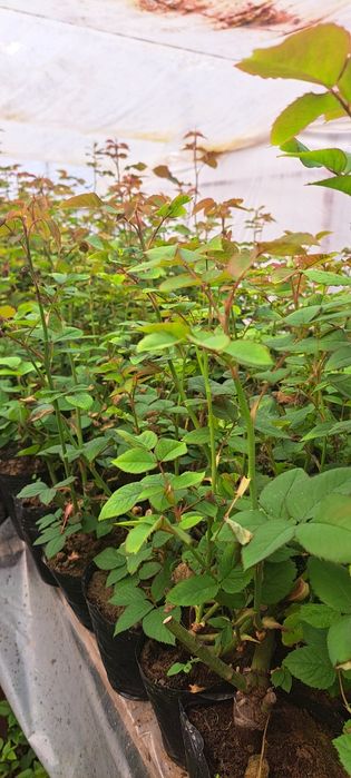 Саженцы Роза кошеттери