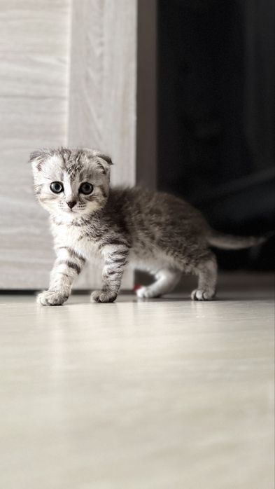 Вислоухий  котенок