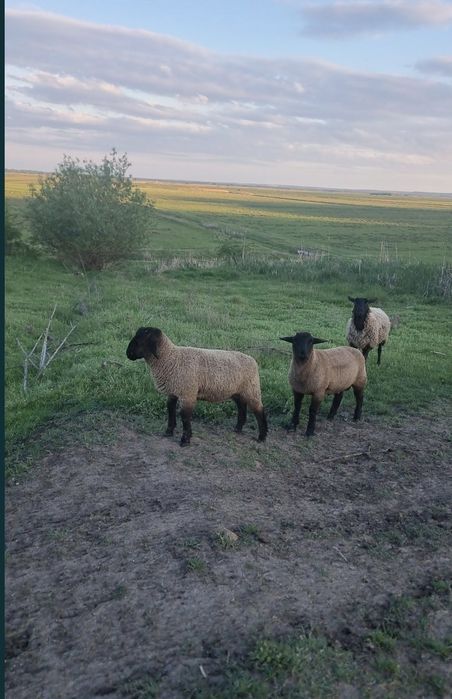 Vând mieluțe și berbecuți Suffolk de prăsilă