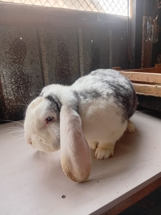 Продам породистых кроликов