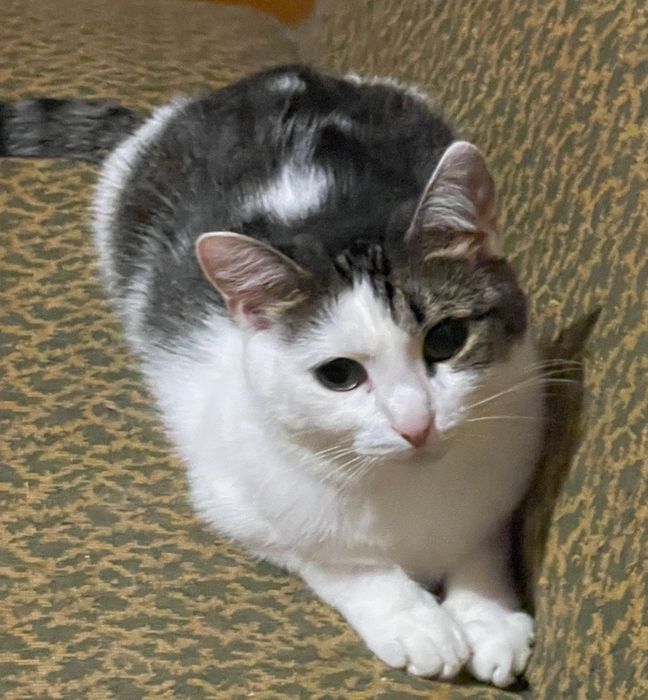 Снежинка в поисках самого лучшего дома!!