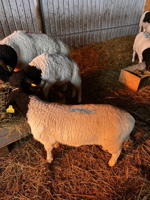 Овцы Дорпер. Бараны Дорпер ягнята