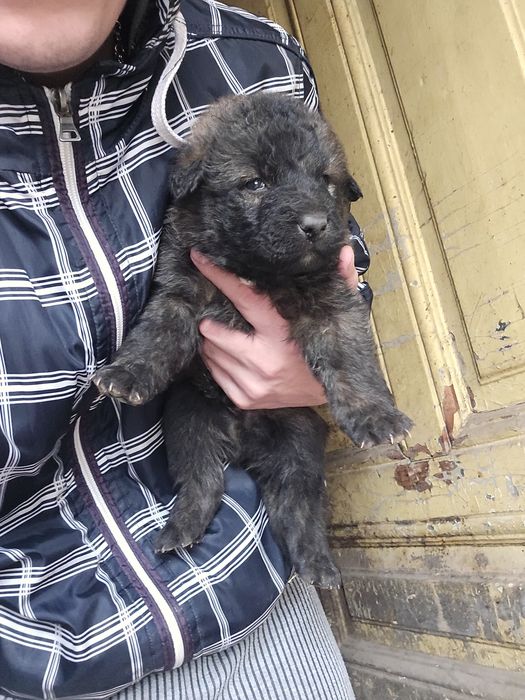 Подарявам кучета Немски овчарки-каракачнки