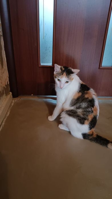 Стерилизованная кошечка!