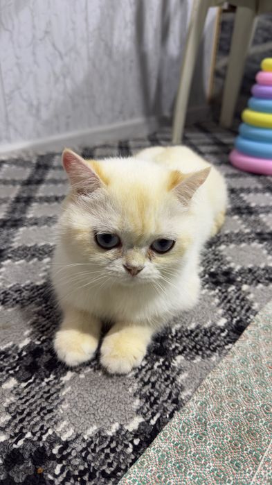 Британский поинт