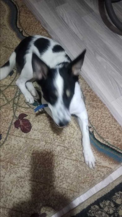 Собака в хорошие руки