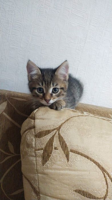 Отдам котят в хорошие руки
