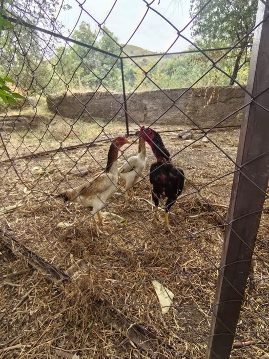 Продам даканов .