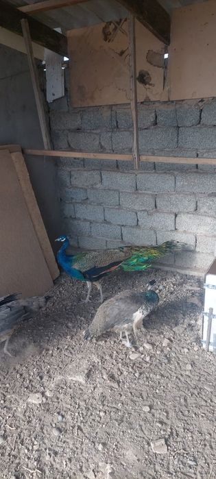 Жар  птица жар птица