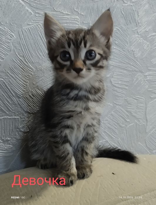 Отдам в добрые руки!