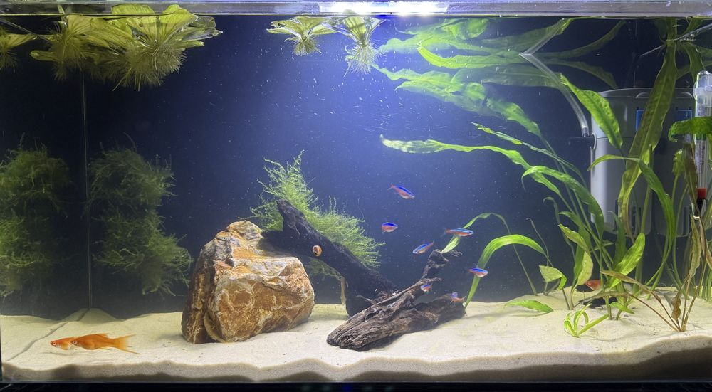 Аквариум с рыбками
