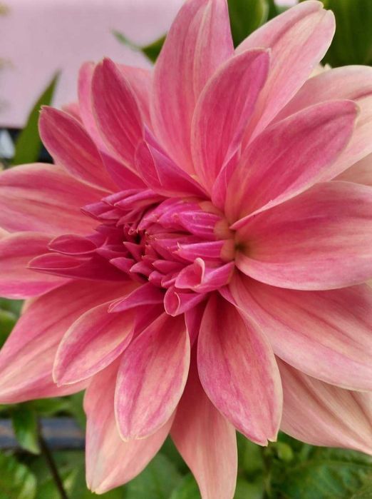 Високостеблена далия 3лв грудка