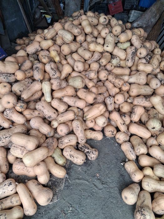 Продавам Тиква Матилда