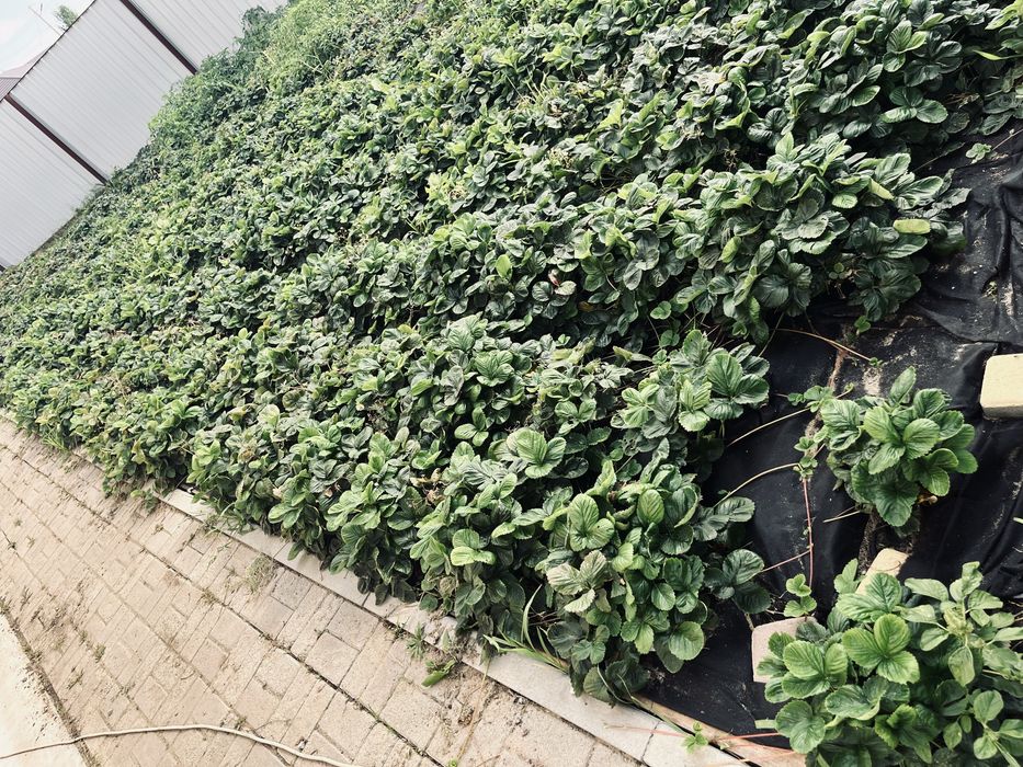 Дом с тепличным бизнесом