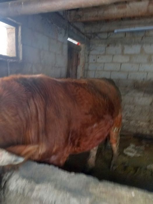 Жирный Бык с откорма