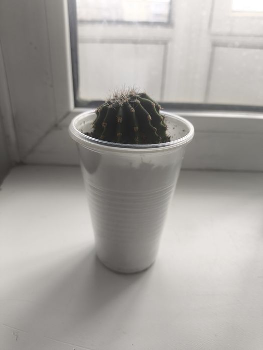 Кактус. Комнатное растение.