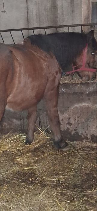 Vand cal castrat de 8 ani