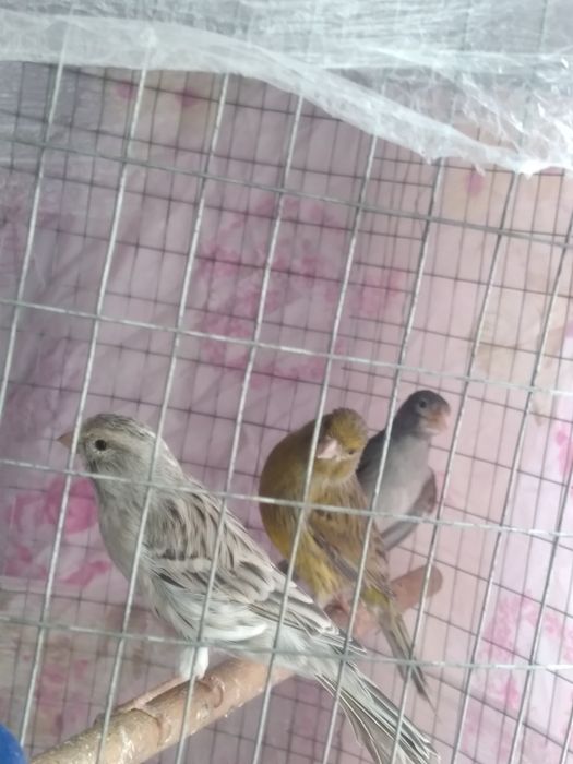 Канарека сотилади